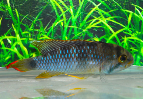 Apistogramma Panduro Select Only Male L