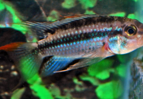 Apistogramma Sp. Jurua M