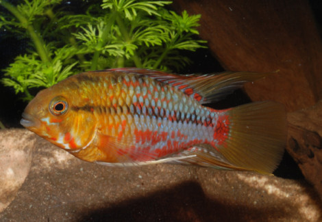 Apistogramma Hongsloi Select M/L