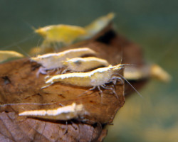 Neoc. Heteropoda Var. Yellow L