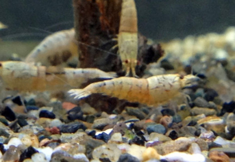 Caridina Cantonensis Snow White S