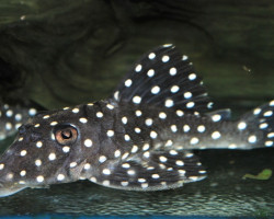 L142 Baryancistrus Sp.  S