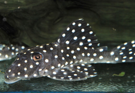 L142 Baryancistrus Sp.  S/M