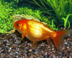 Car. Aur. Ranchu Red 6/7