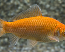 Car. Aur.  10/12, Goldfish