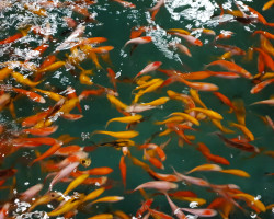 Car. Auratus Goldfish Mix  12/16