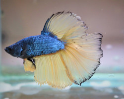 Betta Sp. Halfmoon Mustard Maschio L