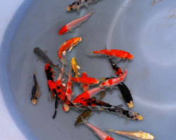 Cyp. Carpio Koi Extra Color Europe 4/7