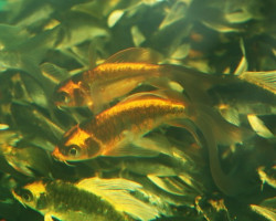 Cyp. Carpio Koi Kabuto Butterfly 7/10