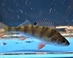 Perca Fluviatilis 7/10