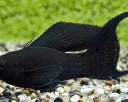 Poecilia Sphenops Black Longfin S/M
