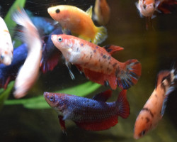 Betta Sp. King Femaschio Xl