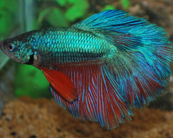 Betta Sp. Rosetail Maschio Xl