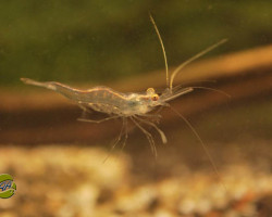 Desmocaris Trispinosa L