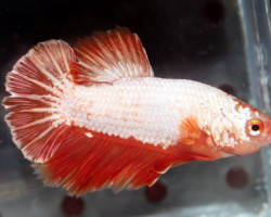 Betta Red Dragon Snow Male L