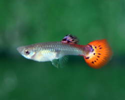 Guppy Snakeskin Red Femaschio M