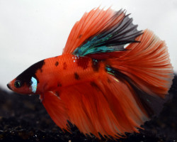 Betta Sp. Halfmoon Nemo Maschio L