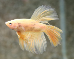 Betta Sp. Halfmoon Banana Maschio Xl