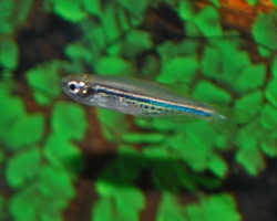 Danio Nigrofasciatus S/M
