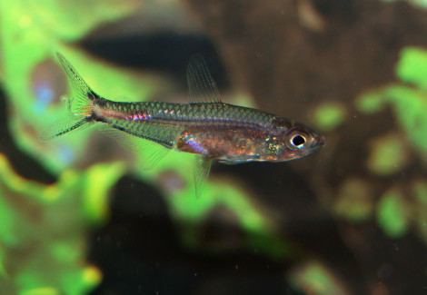 Brittanichthys Axelrodi M