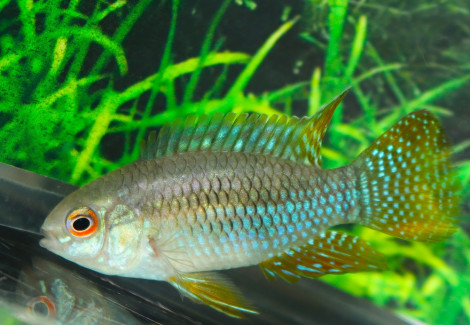 Laetacara Curviceps L