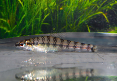 Characidium Sp. Itaya Peru M