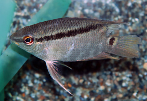 Mesonauta Egregius M
