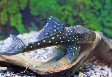 L128 Hemiancistrus Sp. M/L
