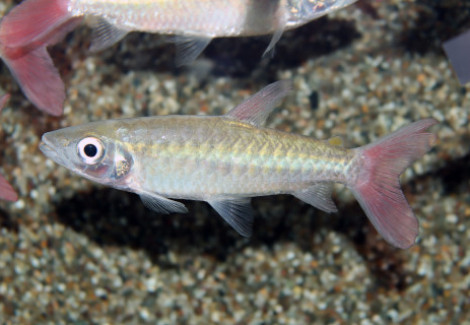 Chalceus Macrolepidotus M