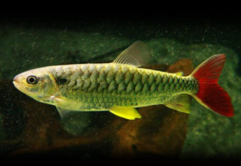 Chalceus Erythrurus M