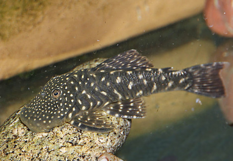 L455 Chaetostoma Sp.  M/L
