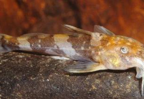 Chiloglanis Cameronensis M
