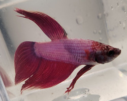 Betta Maschio Cambodian Purple/Lavender L-Xl