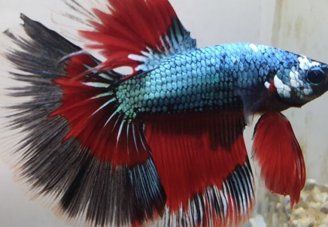 Betta Maschio Half Moon Blue Red Dragon L-Xl