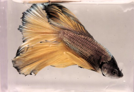 Betta Maschio Halfmoon Mix L-Xl
