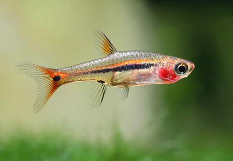 Boraras Urophthalmoides L