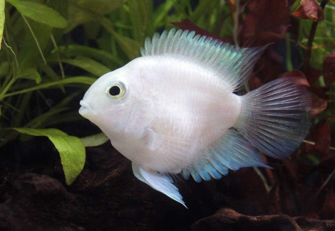 Cichlasoma Parrot Platinum 4-5 Cm