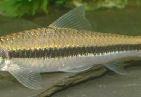 Crossocheilus Oblongus  L