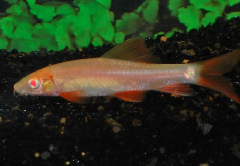 Epalzeorhyncus Frenatus (Labeo) Albino L