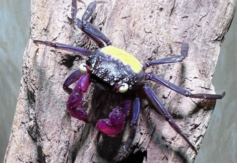 Geosesarma Sp. Purple Vampire Crab 2-3 Cm