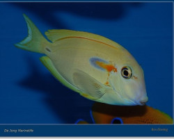 Acanthurus Olivaceus L