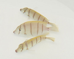 Acanthurus Triostegus S