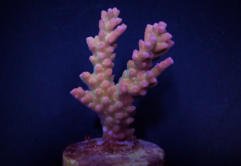 Acropora Clathrata (Frag) M