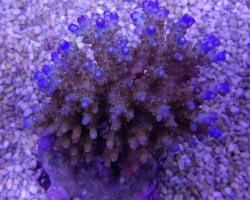 Acropora Efflorescens (A Grade) Ml