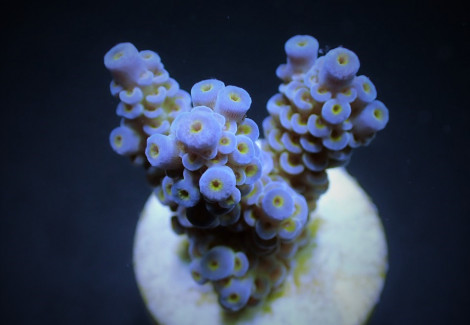 Acropora Tenuis (Frag) M