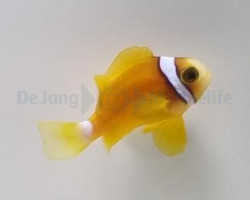 Amphiprion Clarkii (Yellow Deluxe) - Allevato Europa M