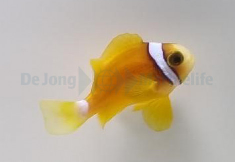 Amphiprion Clarkii (Yellow Deluxe) - Allevato Europa M