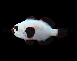 Amphiprion Epigrammata (Gold Nugget) - Djm Allevato Europa M