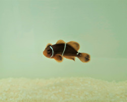 Amphiprion Gibbosus - Allevato Europa M