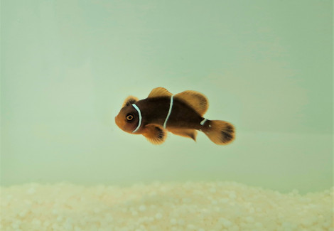 Amphiprion Gibbosus - Allevato Europa M